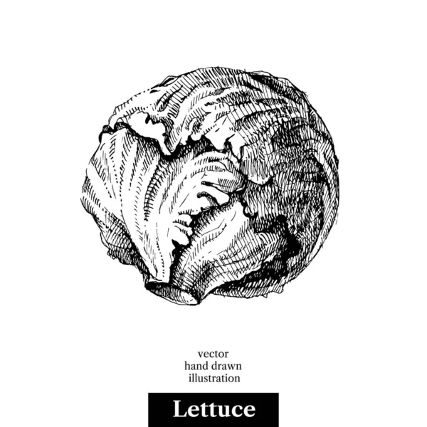 Dibujo Dibujado Mano Lechuga Vegetal Vector Blanco Negro Vintage Aislado — Vector de stock