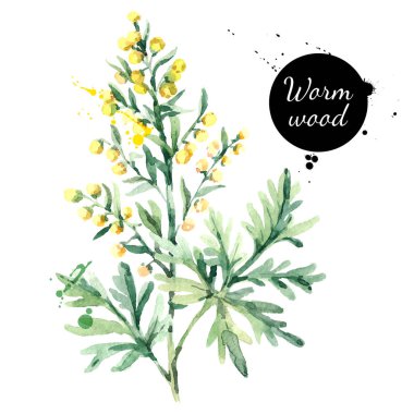 Hand drawn watercolor wormwood flower illustration. Painted sketch herbs for medicine, health products and homeopathy vector isolated on white background  clipart