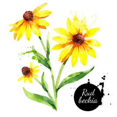 El çizimi suluboya rudbeckia çizimi. Siyah gözlü Susan Çiçeği. Beyaz arkaplanda izole edilmiş vektör boyalı botanik bitkiler 