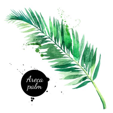 Hand drawn sketch watercolor tropical leaf of areca palm. Vector painted isolated exotic nature illustration clipart