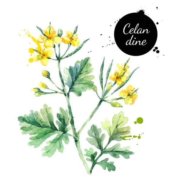 Illustrazione Disegnata Mano Fiore Celandine Acquerello Vettore Dipinto Schizzo Erbe — Vettoriale Stock