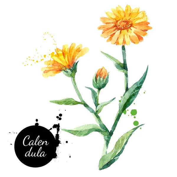 Hand Drawn Watercolor Calendula Flower Illustration Vector Painted Sketch Botanical — Stock Vector