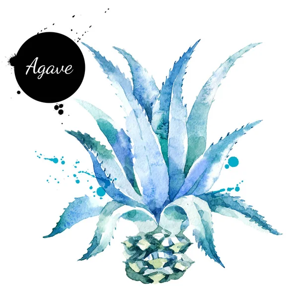 Aquarell Handgezeichnete Illustration Der Agavenpflanze Vektor Gemalte Skizze Isoliert Auf — Stockvektor