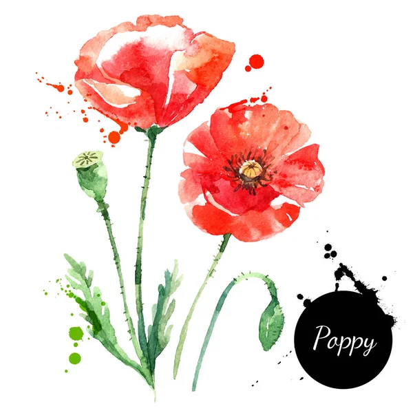 Hand Drawn Watercolor Poppy Vector Illustration Painted Sketch Botanical Herbs — Stock Vector