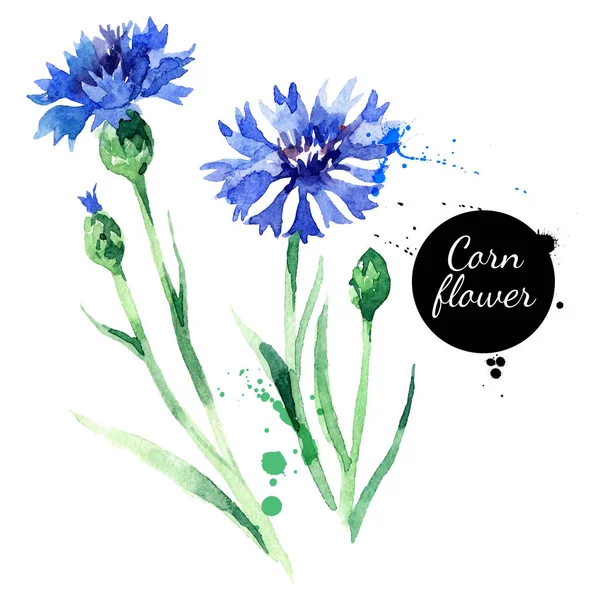 Mão Desenhado Aquarela Cornflower Vetor Ilustração Desenho Pintado Ervas Botânicas — Vetor de Stock