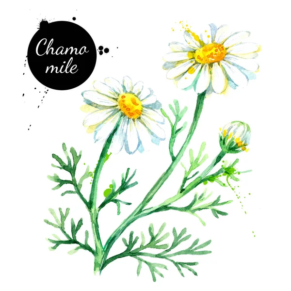 Handgezeichnete Aquarell Kamillenblüten Vektorillustration Bemalte Skizze Botanischer Kräuter Isoliert Auf — Stockvektor