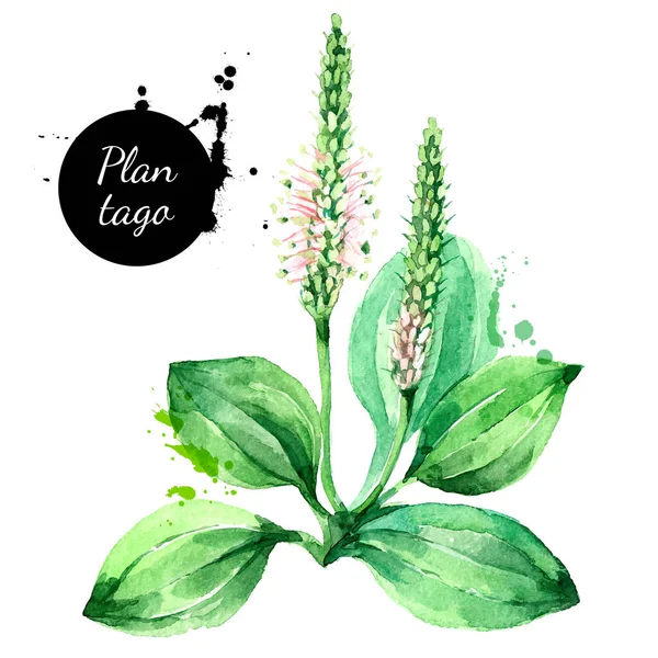 Mão Desenhada Aquarela Plantago Vetor Ilustração Desenho Pintado Ervas Botânicas — Vetor de Stock