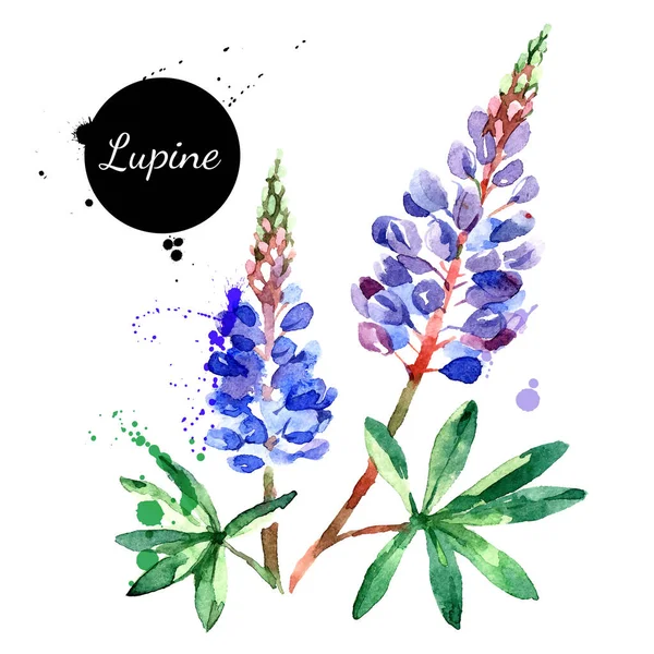 Illustration Vectorielle Fleurs Lupin Dessinée Main Croquis Peint Herbes Botaniques — Image vectorielle