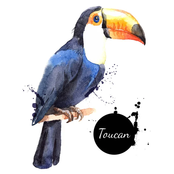 Ručně Kreslený Náčrt Akvarel Tropického Ptáka Toucan Vektor Malované Izolované — Stockový vektor
