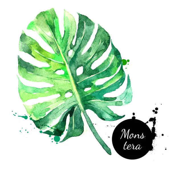 Desenho Desenhado Mão Aquarela Monstera Folha Tropical Vetor Pintado Isoladamente — Vetor de Stock