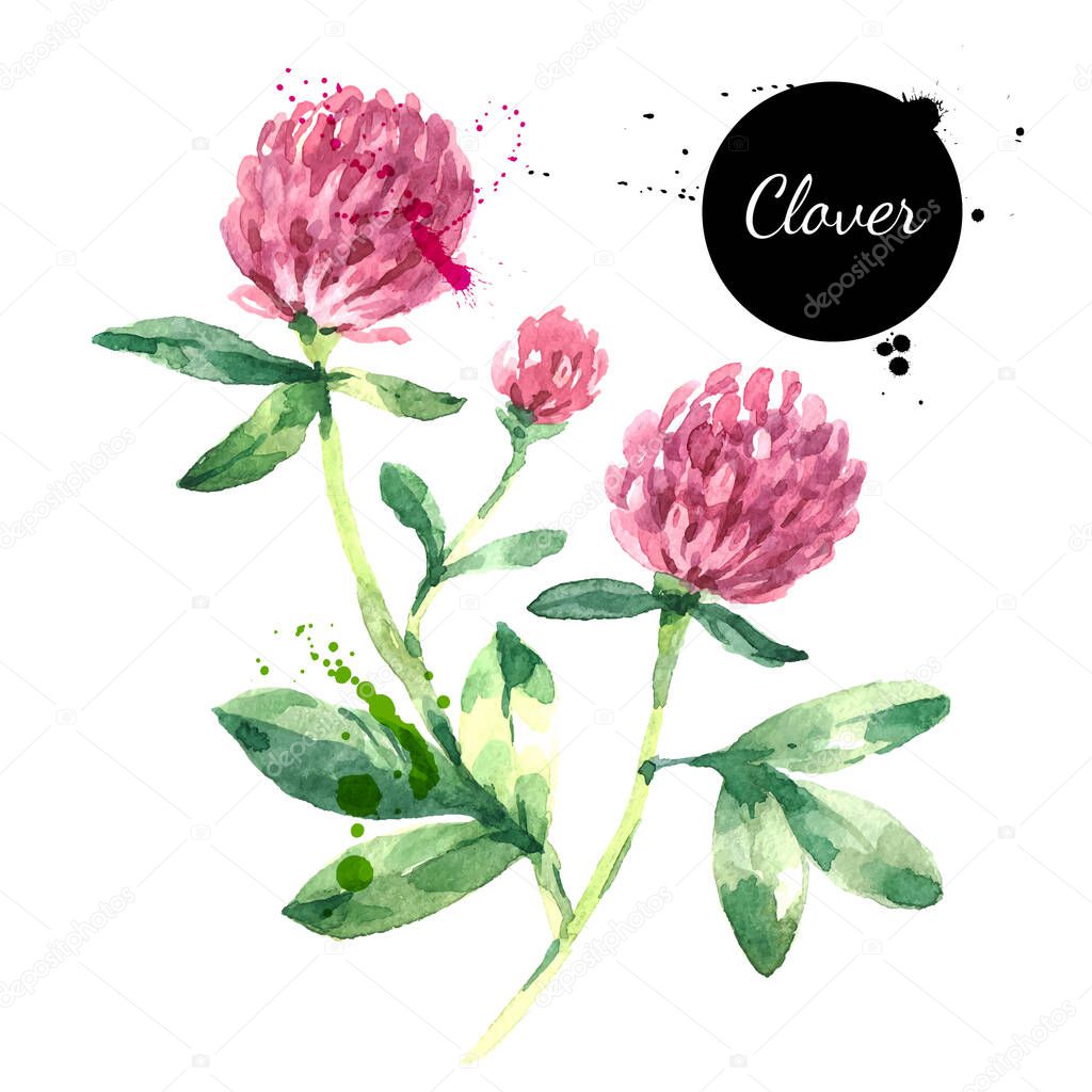 Hand drawn watercolor red clover flower illustration. Vector painted sketch trifolium pratense herbs botanical isolated on white background