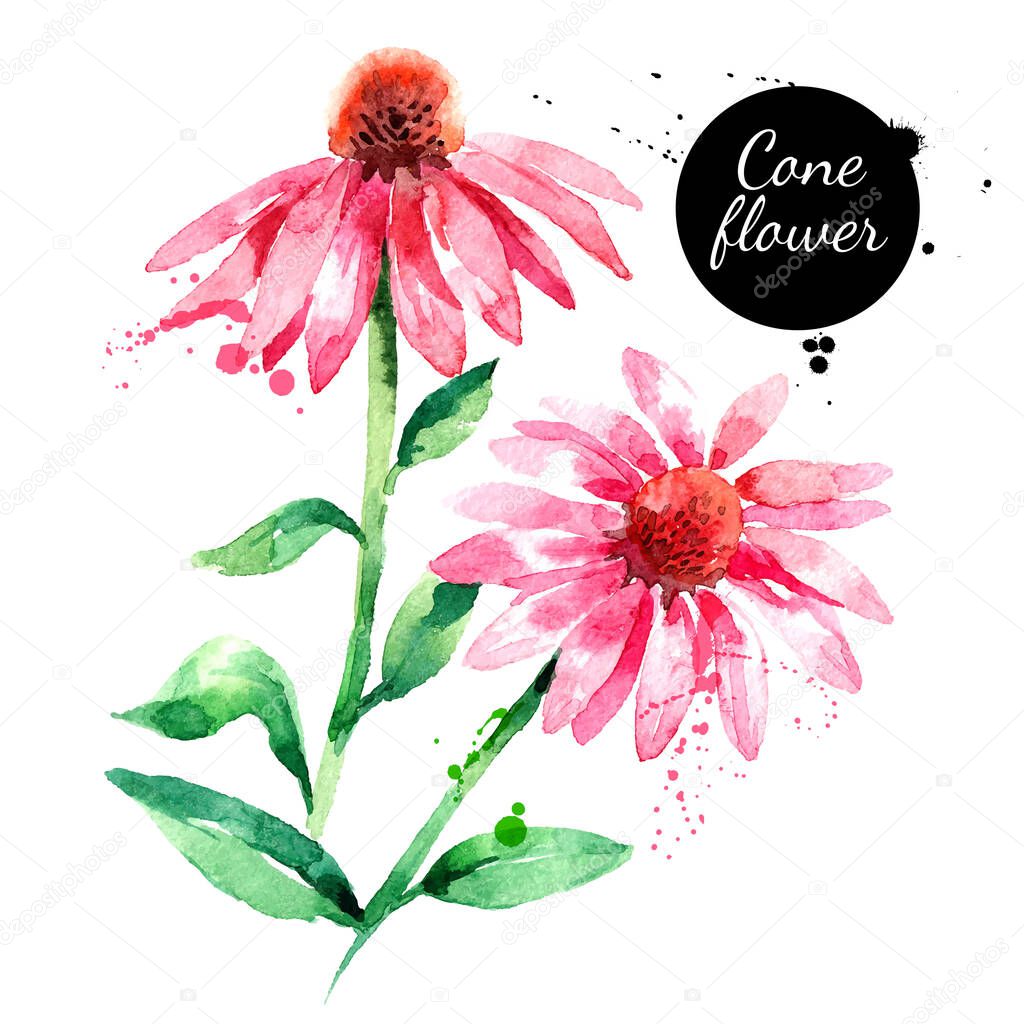 Hand drawn watercolor purple coneflower vector illustration. Painted sketch botanical herbs isolated on white background 