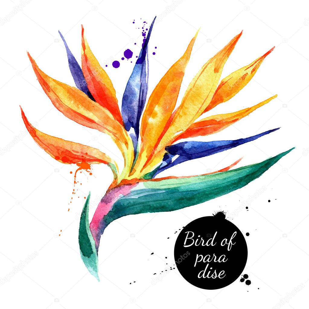 Hand drawn sketch watercolor tropical flower Bird of Paradise. Vector painted isolated exotic nature illustration