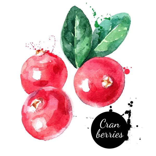 Mão Desenhado Aquarela Pintura Cranberries Fundo Branco Ilustração Vetorial Bagas — Vetor de Stock