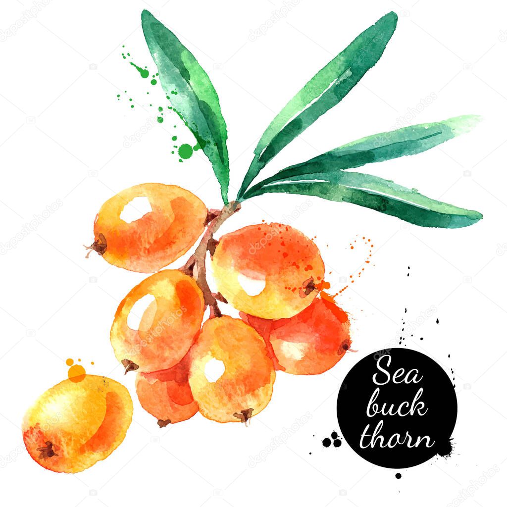 Hand drawn watercolor painting sea buckthorn on white background. Vector illustration of berries