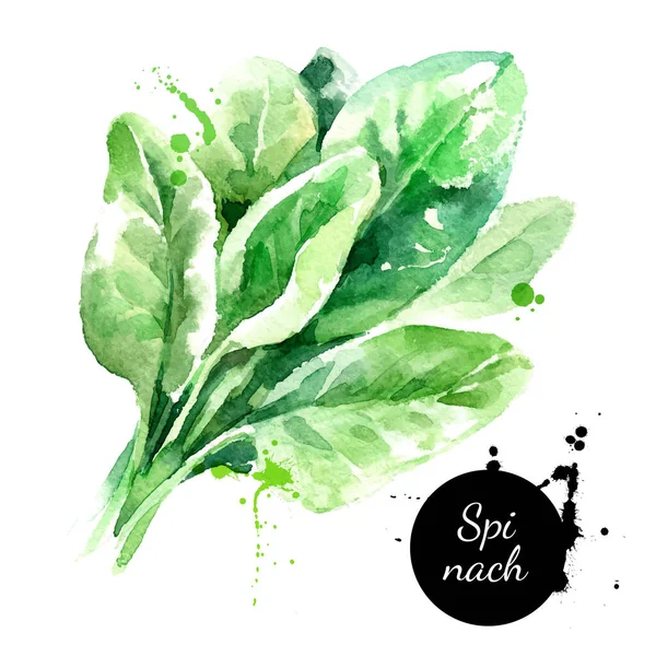 Watercolor Hand Drawn Fresh Spinach Herb Isolated Organic Natural Green — Stock Vector