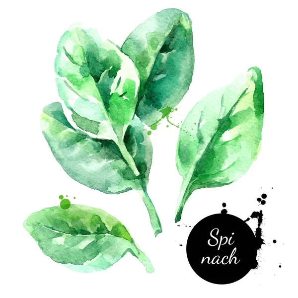 Akvarell Kézzel Rajzolt Friss Spenót Gyógynövény Izolált Természetes Zöld Ökológiai — Stock Vector