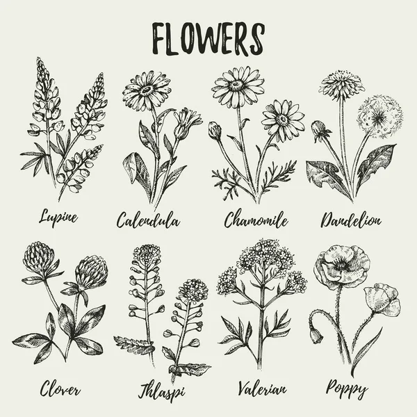 Croquis Dessiné Main Fleurs Sauvages Ensemble Illustration Vectorielle Des Herbes — Image vectorielle