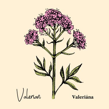 El çizimi botanik yaban çiçeği arkaplanı. Tıbbi bitkinin vektör çizimi. Valerian çiçeği.