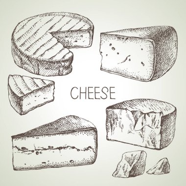 Elle çizilmiş peynir tipleri. Doğal gıdaların vektör illüstrasyonu