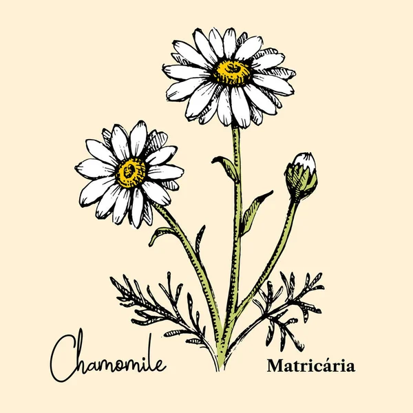 Croquis Dessiné Main Botanique Fond Fleurs Sauvages Illustration Vectorielle Herbe — Image vectorielle