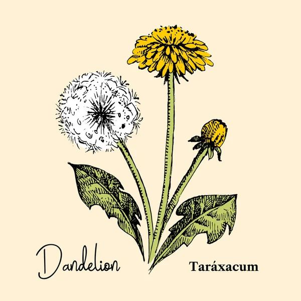 Handritad Skiss Botaniska Vildblomma Bakgrund Vektor Illustration Medicinsk Ört Maskros — Stock vektor