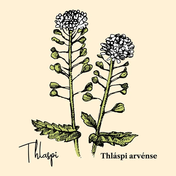 Çizimi Botanik Yaban Çiçeği Arkaplanı Tıbbi Bitkinin Vektör Çizimi Thlaspi — Stok Vektör