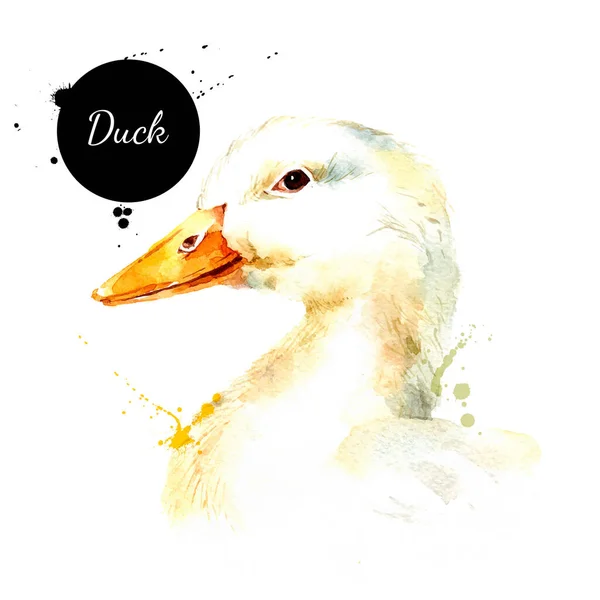 水彩画手绘鸭头像 在白色背景上孤立的矢量画草图 — 图库矢量图片