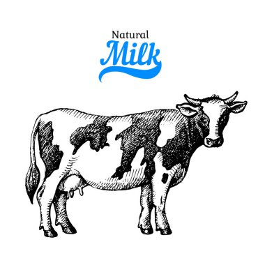 El çizimi süt ürünleri arka planı. İneğin siyah ve beyaz renkli tasviri