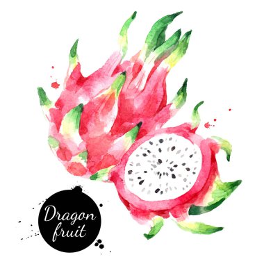 Suluboya el çizimi ejderha meyveli pitahaya illüstrasyonu. Beyaz arka planda izole edilmiş vektör boyalı çizim. Superfood posteri