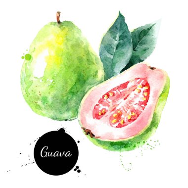 Suluboya el, guava meyvesi çizimi. Beyaz arka planda izole edilmiş vektör boyalı çizim. Superfood posteri