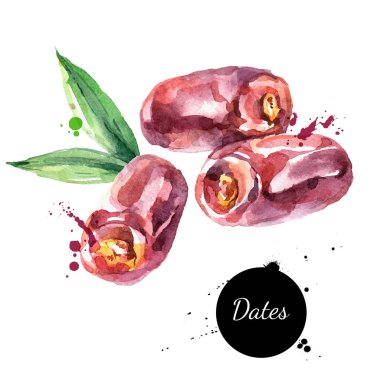Suluboya el çizimi meyve çizimine dayanır. Beyaz arka planda izole edilmiş vektör boyalı çizim. Superfood posteri