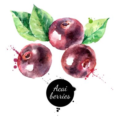 Suluboya el, acai çileği çizimi. Beyaz arka planda izole edilmiş vektör boyalı çizim. Superfood posteri