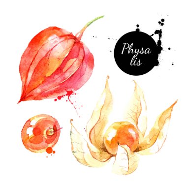 Suluboya el çizimi physalis berry illustration. Beyaz arka planda izole edilmiş vektör boyalı çizim. Superfood posteri