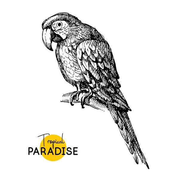 Ručně Kreslený Náčrt Černobílého Vinobraní Exotického Tropického Papouška Papouška Macawa — Stockový vektor