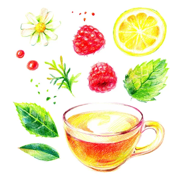 Watercolor Color Pencil Hand Drawn Herbal Tea Illustration Set Painted — Stock Vector