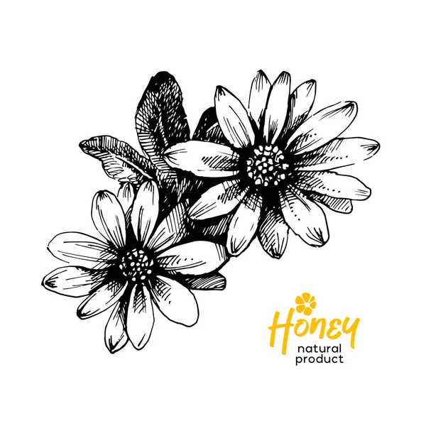 手描きのスケッチハニー背景 花のヴィンテージベクトルイラスト — ストックベクタ