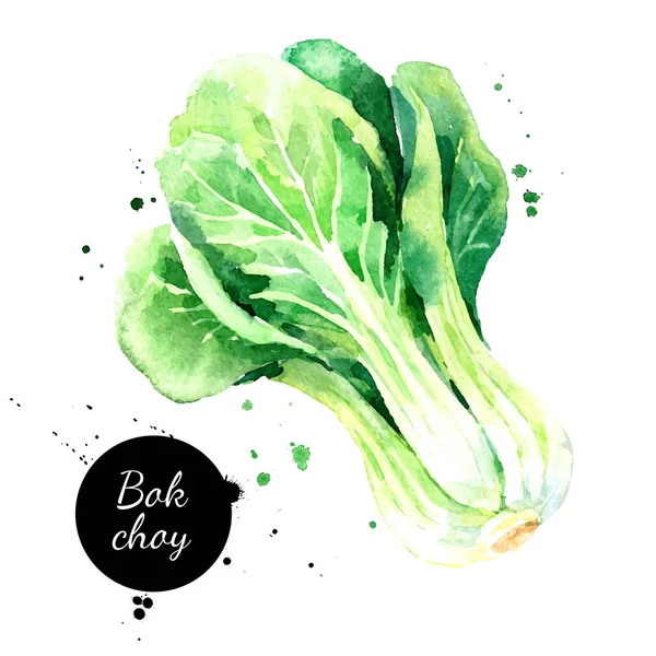 水彩画手绘波克菜插图 矢量画草图孤立在白色背景上 超级食品海报 — 图库矢量图片