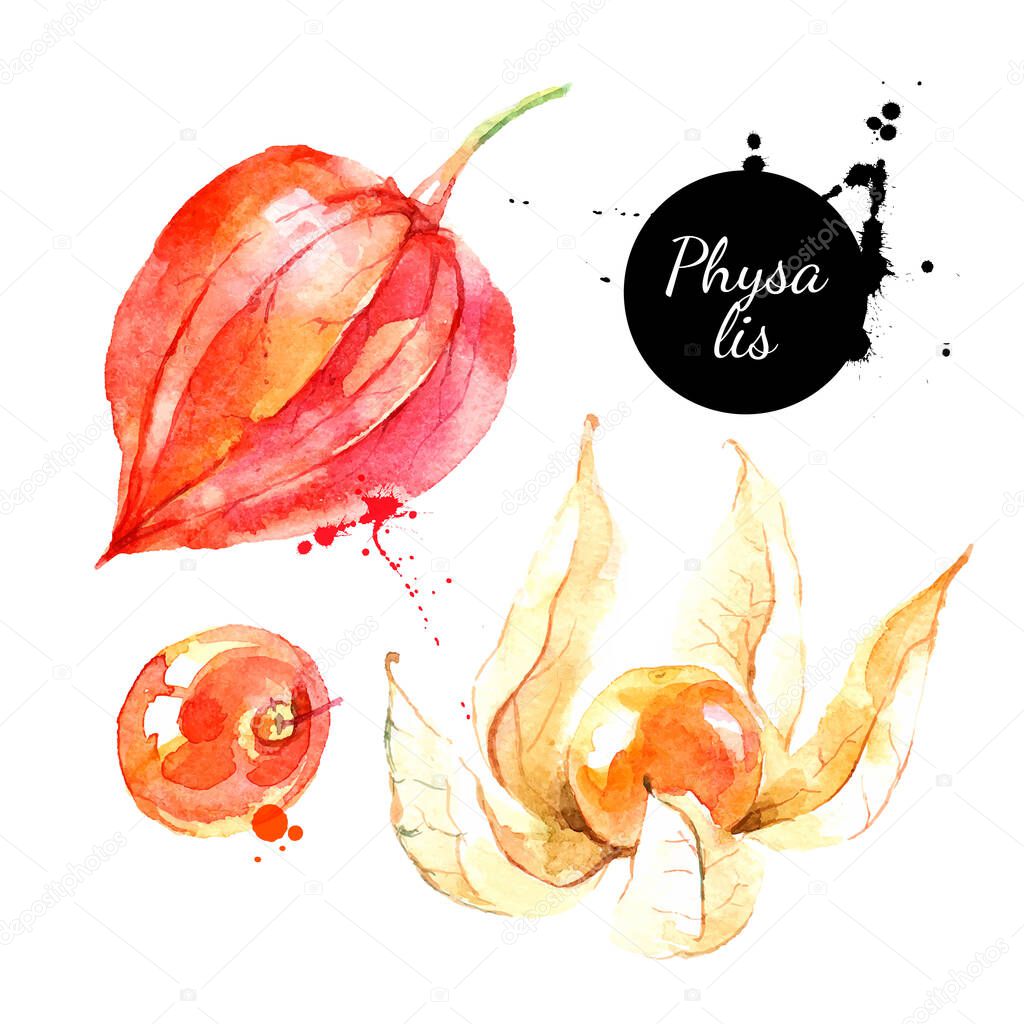 Watercolor hand drawn physalis berry fruit illustration. Vector painted sketch isolated on white background. Superfoods poster