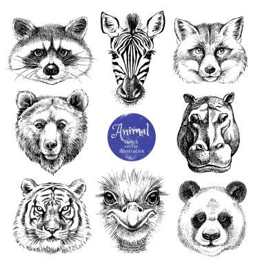 Elle çizilmiş hayvan kafaları vektör çizimi. Tilki, rakun, zebra, su aygırı, panda, devekuşu, kaplan, beyaz arka planda ayı portreleri.