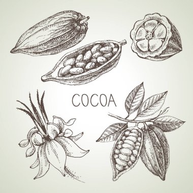 El çizimi kakao çikolata ürün seti. Doğal sağlıklı gıdaların klasik vektör çizimi