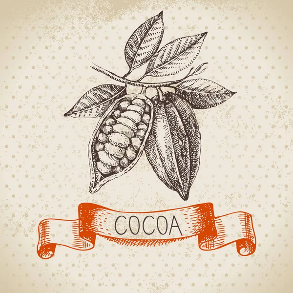 Handgezeichnete Skizze Kakao Schokolade Produkt Hintergrund Vintage Vektorillustration Natürlicher Gesunder — Stockvektor
