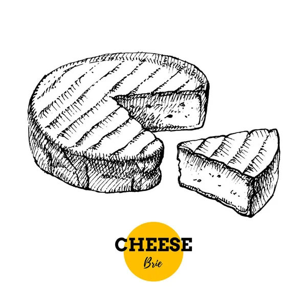 Boceto Dibujado Mano Queso Brie Fondo Ilustración Vectorial Alimentos Lácteos — Vector de stock