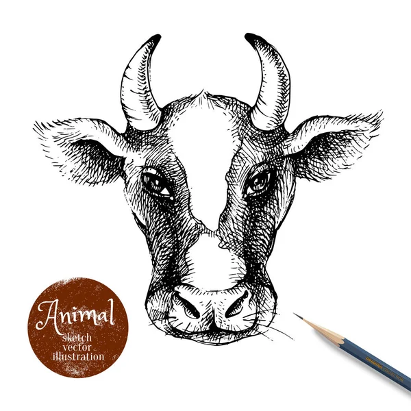 Dibujo Dibujado Mano Cabeza Vaca Ilustración Retrato Aislado Sobre Fondo — Vector de stock