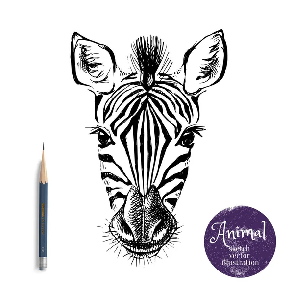 Hand Drawn Sketch Zebra Head Illustration Isolated Cute Portrait White — Stock Vector