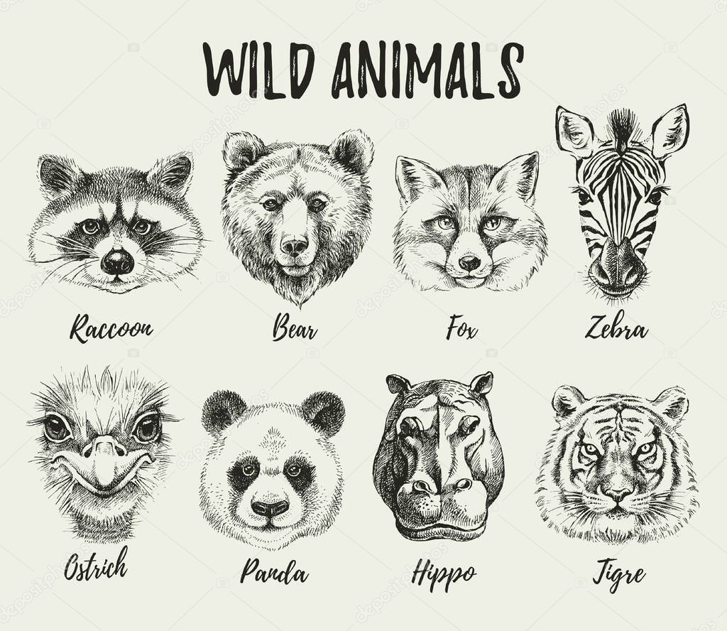 Hand drawn sketch animal heads illustration set. Isolated cute trendy portraits of fox, raccoon, zebra, hippo, panda, ostrich, tiger, bear on white background