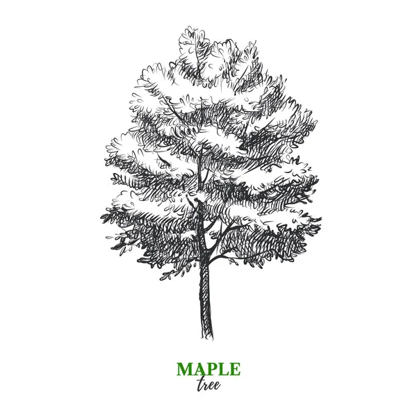 手描きスケッチメイプルツリーイラスト ベクトル分離ヴィンテージの背景 — ストックベクタ