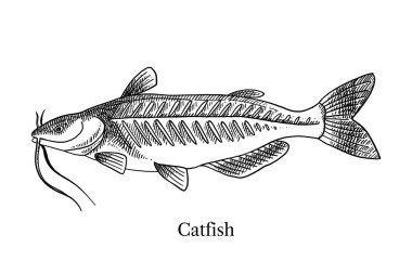El çizimi, balık çiftliği seti. Vektör siyah ve beyaz vintage çizimler