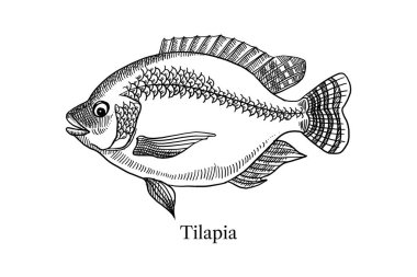 El çizimi, balık çiftliği seti. Vektör siyah ve beyaz vintage çizimler