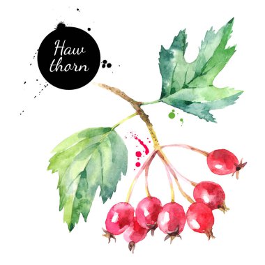 Suluboya Hawthorn böğürtlen çizimi. Vektör beyaz arkaplanda izole edilmiş süper yiyecekler boyadı